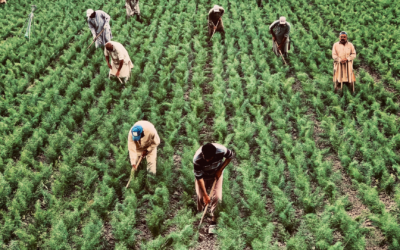 Así está la situación alimentaria en Latinoamérica: ¿Cómo impacta el agro?