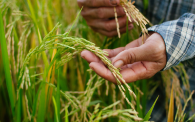 La importancia del arroz en la seguridad alimentaria de los pueblos