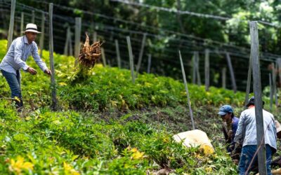 ASABIO y los campesinos rurales: aliados clave en la lucha contra el hambre en Ibagué